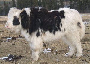 royal yak heifer